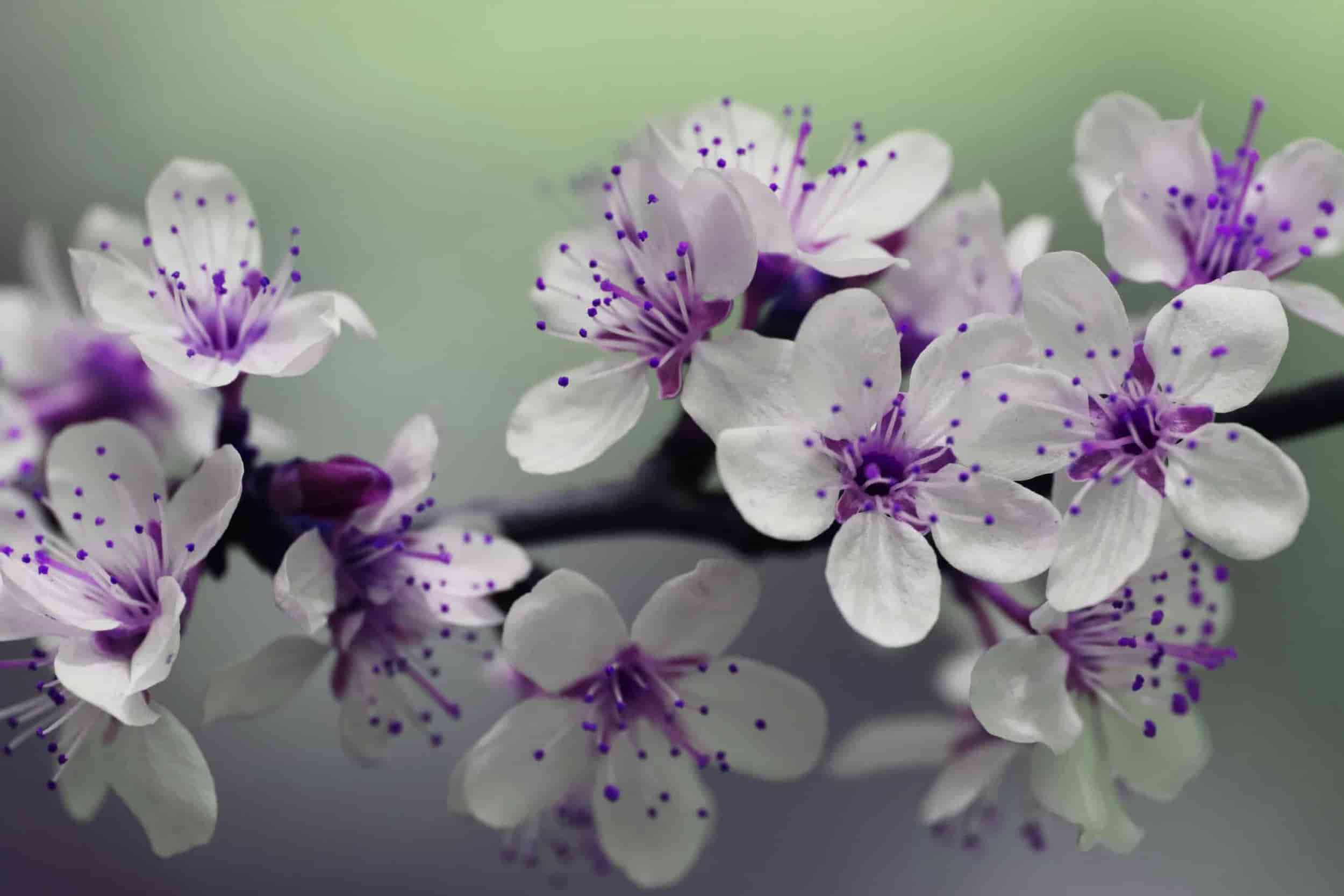 pretty carnation flower background
