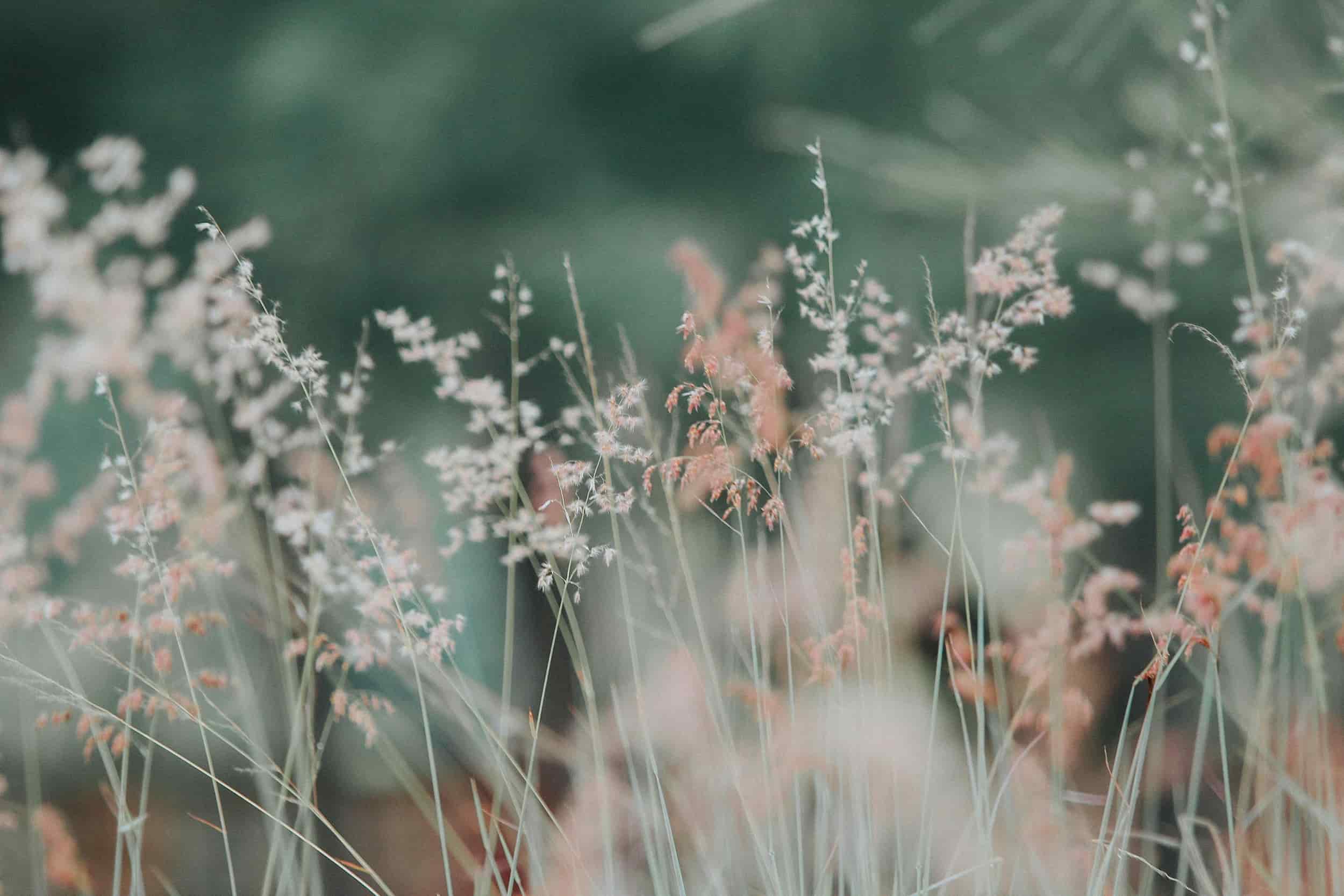 pretty flower field background